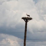 IMG_1131