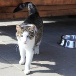 Meooww