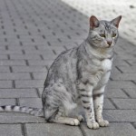 Meeow